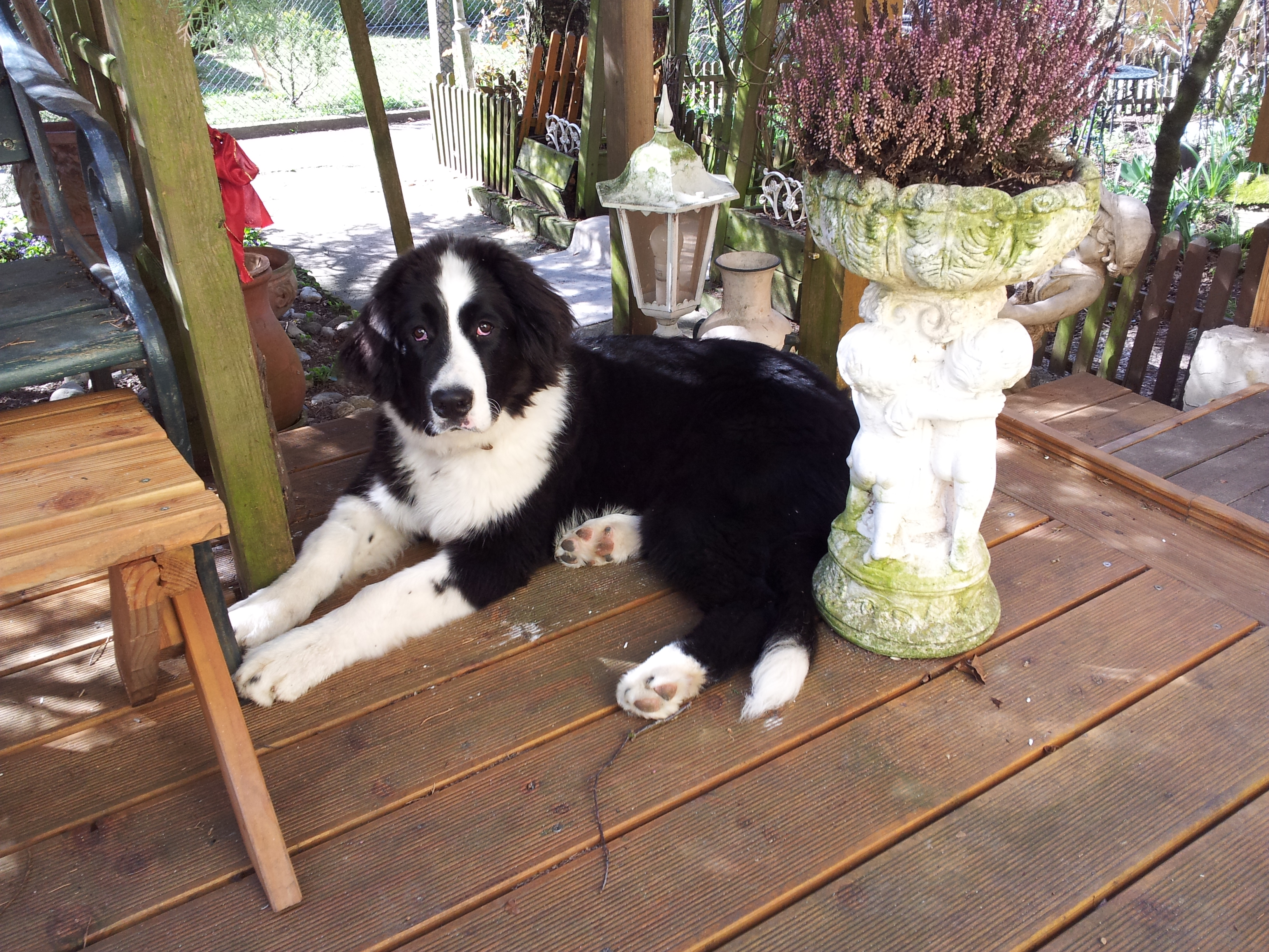 Macy (11)