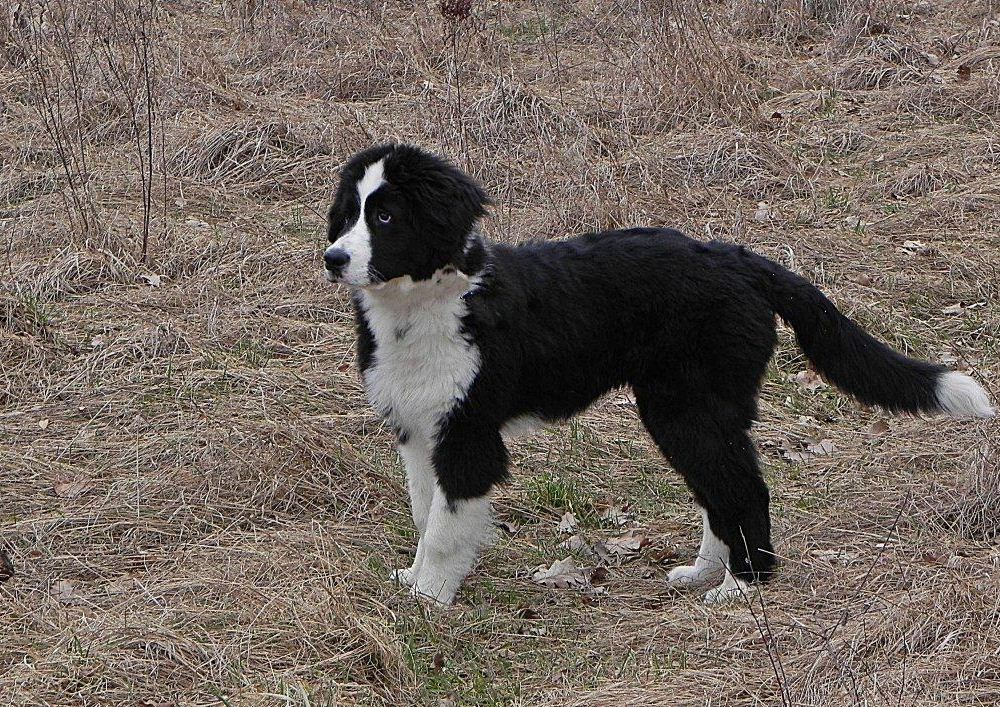 Macy (5)